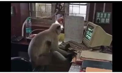 Watch: Langur works in Railway office in West Bengal, video goes viral