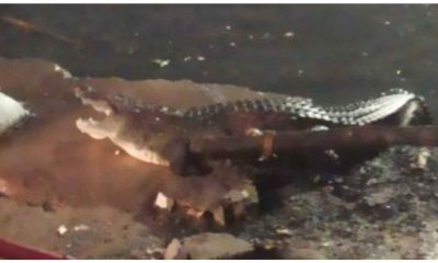 Watch: Crocodile comes out of open drain in Hyderabad