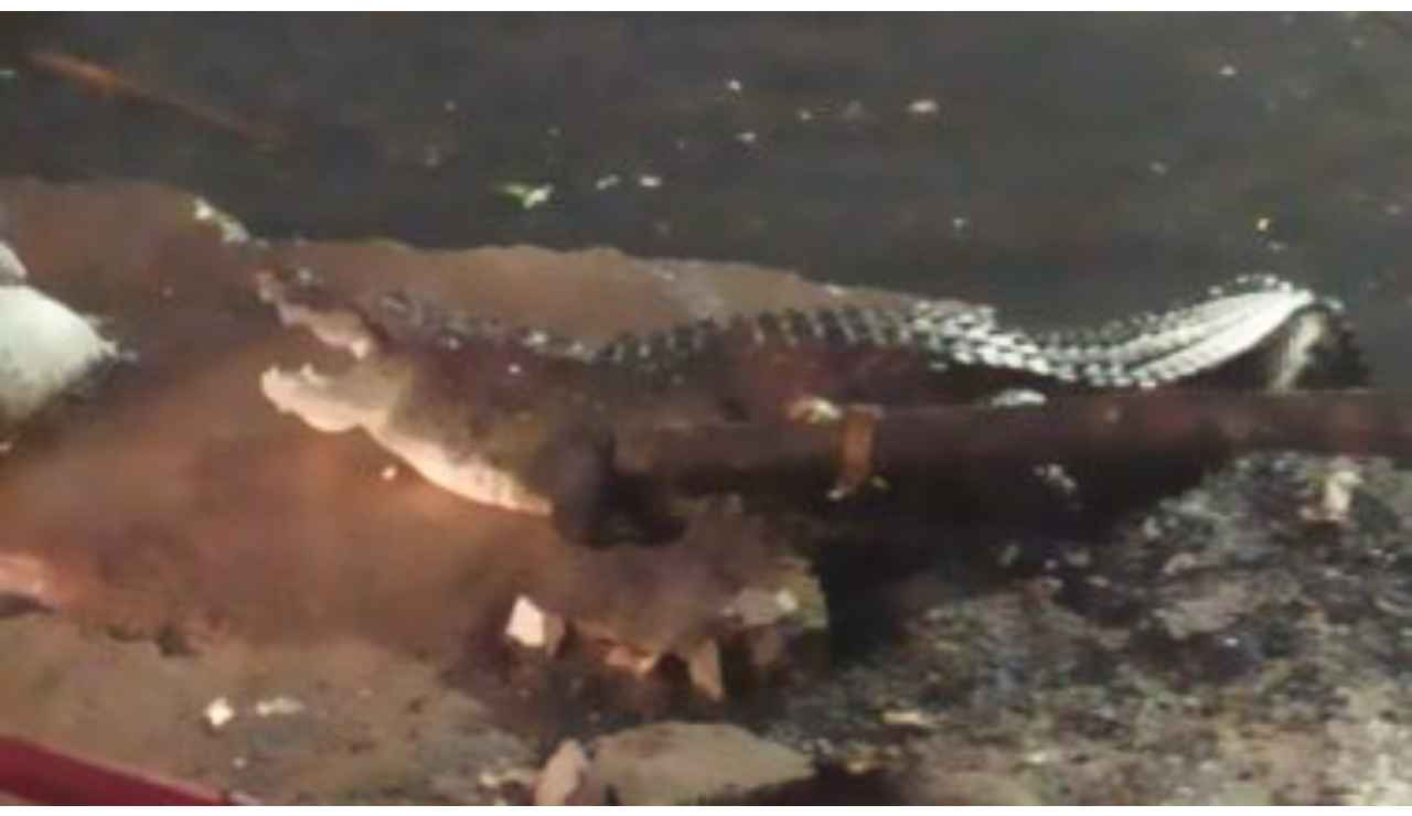 Watch: Crocodile comes out of open drain in Hyderabad