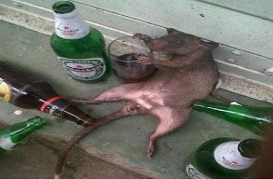 Image result for इस थाने के चूहे भी हुए नशेड़ी,गटक गए जब्त की गई शराब
