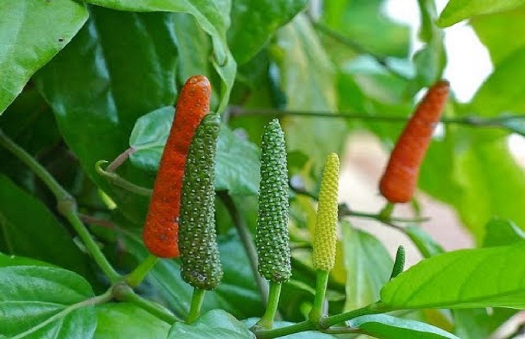 अश्वगंधा