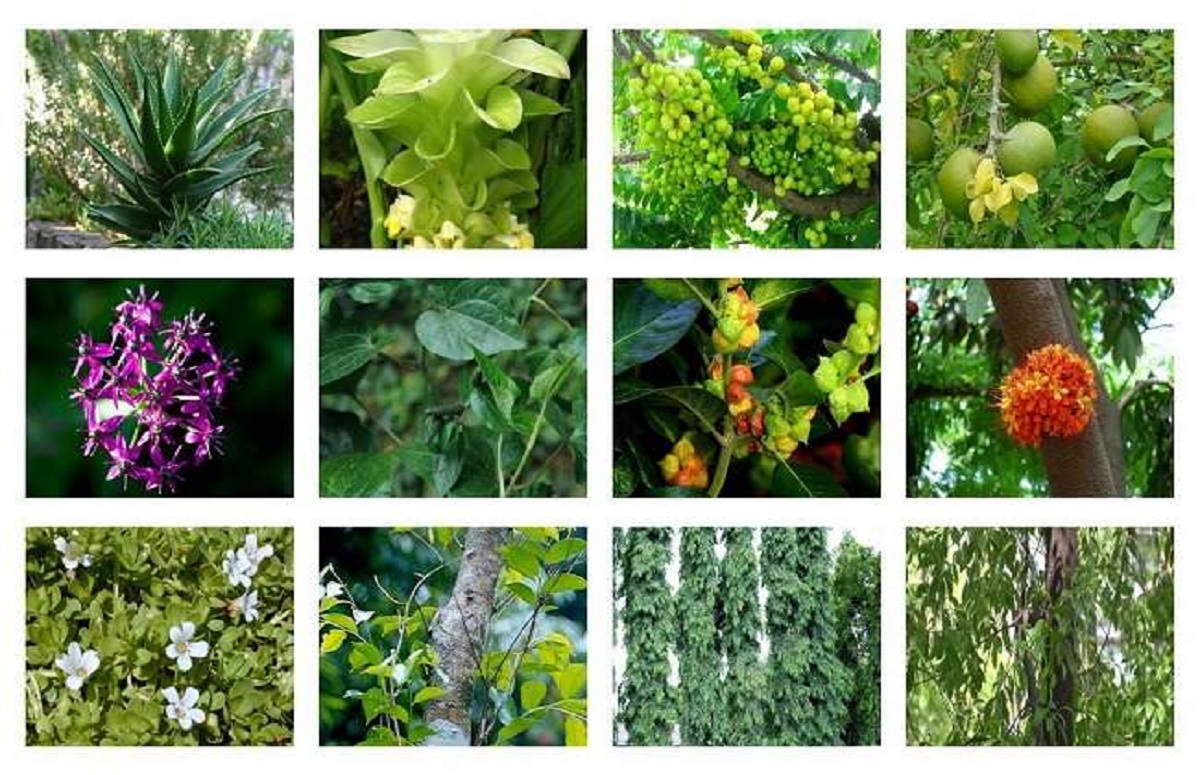 Plants kinds. Лекарственные растения medicinal Plants. Medical Plants презентация. Лекарственные растения на английском языке. Medicinal Plants презентация.