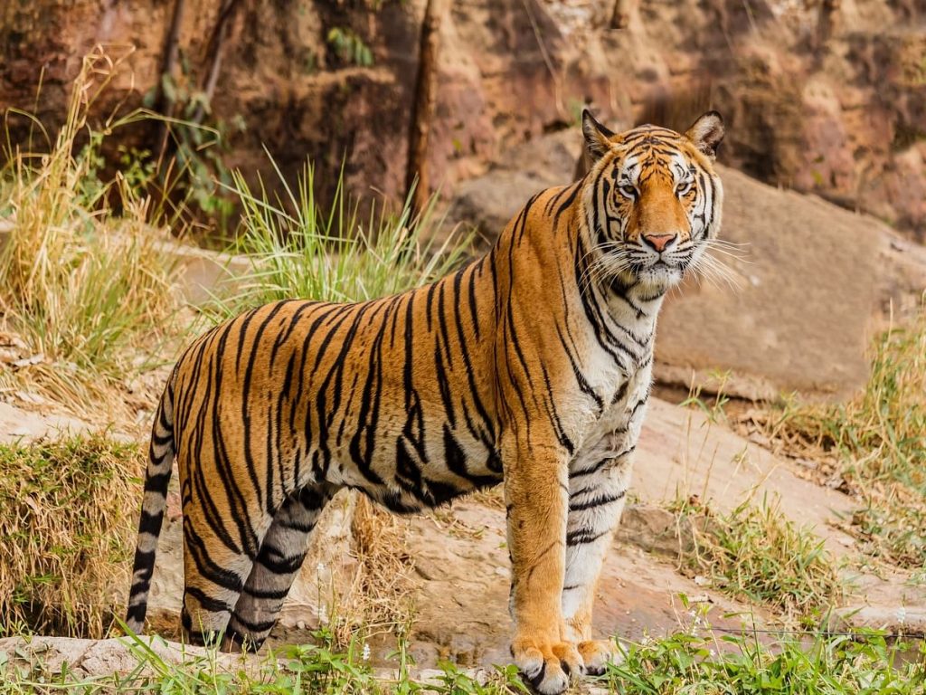 अंतरराष्ट्रीय बाघ दिवस आज, कॉर्बेट नेशनल पार्क में बढ़ रही बाघों की संख्या, बनेगा नया रिकार्ड 1 %E0%A4%95%E0%A5%89%E0%A4%B0%E0%A5%8D%E0%A4%AC%E0%A5%87%E0%A4%9F %E0%A4%A8%E0%A5%87%E0%A4%B6%E0%A4%A8%E0%A4%B2 %E0%A4%AA%E0%A4%BE%E0%A4%B0%E0%A5%8D%E0%A4%95 300 %E0%A4%95%E0%A5%87 %E0%A4%95%E0%A4%B0%E0%A5%80%E0%A4%AC %E0%A4%AC%E0%A4%BE%E0%A4%98%E0%A5%8B%E0%A4%82 %E0%A4%95%E0%A4%BE %E0%A4%86%E0%A4%82%E0%A4%95%E0%A5%9C%E0%A4%BE %E0%A4%9C%E0%A4%B2%E0%A5%8D%E0%A4%A6 %E0%A4%B9%E0%A5%80 %E0%A4%9B%E0%A5%82 %E0%A4%B8%E0%A4%95%E0%A4%A4%E0%A4%BE %E0%A4%B9%E0%A5%88%E0%A5%A4